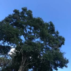 Meet your Posher, Luz